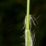 Luzula multiflora 树皮