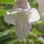 Sesamum indicum 花