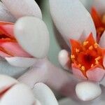 Echeveria laui Flor