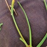 Poa alpina خشب