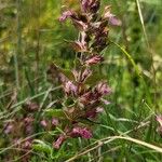 Teucrium chamaedrysBlomst