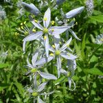 Camassia scilloides Lorea