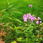 Phlox carolina Leaf