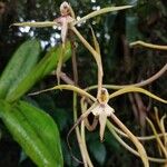 Epidendrum nocturnum Квітка