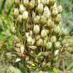 Allium sphaerocephalon Virág