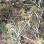 Eryngium campestreBlüte