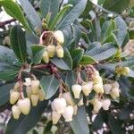 Arbutus unedo 花