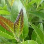 Nuxia pseudodentata Leaf