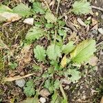 Erigeron annuus Natur