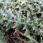 Cirsium acaulon 葉
