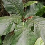 Mitragyna stipulosa Blatt