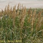 Calamagrostis × baltica Hábito