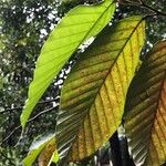 Dipterocarpus sublamellatus 葉