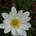 Anemone blanda Flor