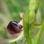 Ophrys incubacea Övriga