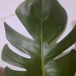 Philodendron panduriforme Hostoa