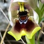 Ophrys tenthredinifera Blüte