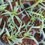 Dianthus caryophyllus Fiore