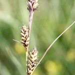 Carex buxbaumii Плід