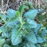 Teucrium flavum ഇല