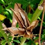 Abelmoschus manihot Fruit