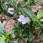 Buchozia japonica Květ