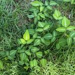 Desmodium procumbens Habit