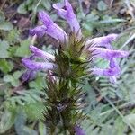 Betonica officinalis Floro