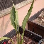 Zantedeschia albomaculata ഇല