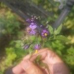 Solanum dulcamaraFlor