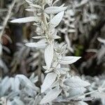 Artemisia ludoviciana पत्ता