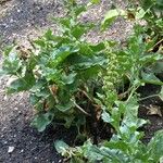 Chenopodium quinoa Ffrwyth