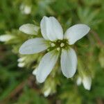 Saxifraga geranioides Flower