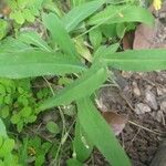 Ixeris chinensis Leaf