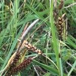 Carex flacca Frucht