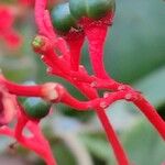 Clerodendrum buchananii Fruto