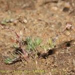 Spergularia echinosperma Habitus