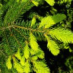 Picea abies Лист