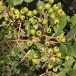 Rhamnus crocea 果實