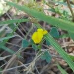 Medicago littoralis Kvet