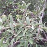 Ximenia caffra List