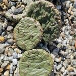 Opuntia humifusa 葉