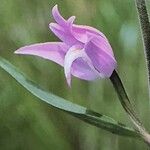 Cephalanthera rubra Flor