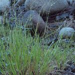 Agrostis exarata Habit