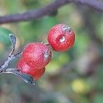 Corokia cotoneaster Fruto