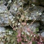 Sedum fragrans Sonstige