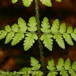 Dryopteris remota Frunză