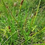 Eleocharis elegans Flower