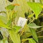 Bulbophyllum scaberulum List