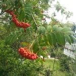 Sorbus aucupariaFuelha